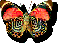 Butterfly logo